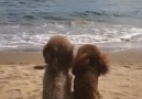 love couple enjoying beach