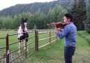 Love for Horses - Horses likes violin playing by Ray Chen