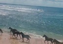 Love for Horses - The dream for horse loversSumba...