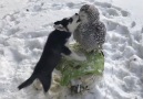 Love is owl you need.Snowy owl Nusha and husky Ilona