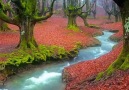 Lovely Autumn in Gorbea Natural Park in Spain!