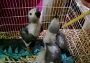 Lovely Babies African Grey Hand feed and Tamed if interested Text or whatsap