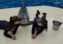 Lovely Dolphin Kiss -* Ashley Orcutt