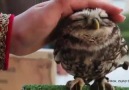 Lovely Owl