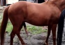 Lover Pets - Horse Meeting - Horse Mating - Animal Mating (139) Facebook