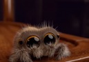Lucas is the cutest spider that will cure your arachnophobia.
