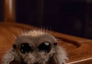 Lucas the spider will cure your arachnophobia