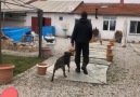 LUCKY...Bölüm 2. - Ankara Köpek Dünyası