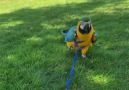 Lucky Lou and Coco Too - Take a Walk with Kiwi the Blue and Gold Macaw Facebook
