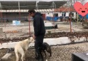 LUCKY 1 yaşında. 2 aylıkken ailesinin... - Ankara Köpek Dünyası