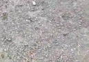 Luger P08 Mükemmel Kalite - Tabancalar Tüfekler