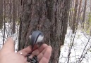 Lunchtime. Feeding a chickadee a nuthatch and a squirrel at the same time.