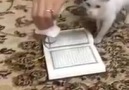 LÜTFEN SAĞ ÜSTTEN HIZLI BEĞENKuran-ı Kerime Basmayan Kedi!