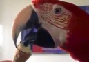 Macaw Eating ice cream