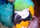 macaw feeding puppies