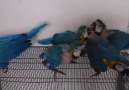 Macaw Parrot - Birds available and Gold Macaw Parrots Babies Facebook