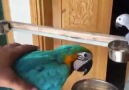 Macaw Parrot - Scarlet MacawsHyacinths Macaws Facebook