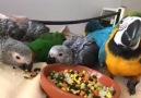 macaws amd grews babies accepting deposit