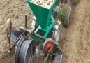 Machine For Planting Potatoes