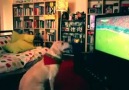 Maç izleyen Dünya Kupası hayranı köpeğin gol sevinci