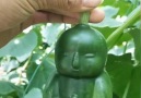 Made Man - Farmer shows how he makes unique baby-shaped cucumbers Facebook