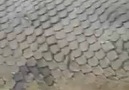 Mağarada Bulunan Anakonda Yılan