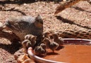 Maggie Lineberry Photography - Scaled Quail