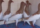 Magpie pigeons Berwick Lofts Aaron Koldas Australia