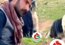 Ma güzel birşey gördük&hemen sizinle... - Suruçun değerleri