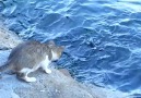 Maharetli Kedi Balık Avında :)