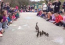 Make Way for Ducklings at Glover Elementary