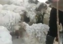 Malatya Aşktır - Yazık ya çiğ altında kalan koyunlar Facebook