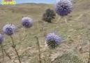 MALATYALI - Ben Ağayım Ben Paşayım Diyenler Kapıları...
