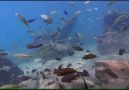 Malawi Gölü Ciklet Balıkları