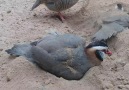 Male Arabian Dust Bath aka Khaki