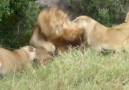 Male lion fight