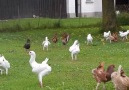 Maltese Pigeons