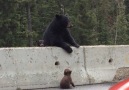 Mama Bear Pulls Cub Off Highway