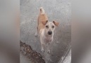 Mama Dog Does Something Amazing With Food