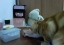 Mama kabını açamayan kedi yardım isterse <3