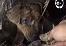 Mama pit bull gets rescued but wait for itCredit Hope For Paws