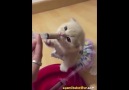 Mama Yemeyi Çok Seven Sevimli Kedi