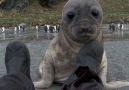 Man Brutally Attacked By Baby Seal