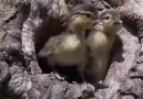 Mandarin Ördeği Yavrularının İlk Uçuş Deneyimi
