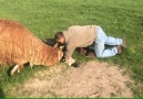 Man Digs Up Baby Alpaca After It Falls Down A Hole