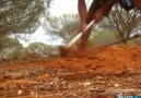 Man Finds A 44 gram Gold Nugget In The Outback And Loses His Mind Via ViralHog