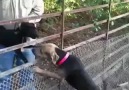 Mangal Gibi Yürek Var Bu Köpekte