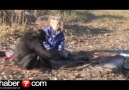 Mangal Yapan Bonobo Maymunu!