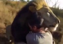 Man gets viciously cuddled by TWO lions