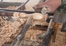 Mang mike - wood carving Facebook